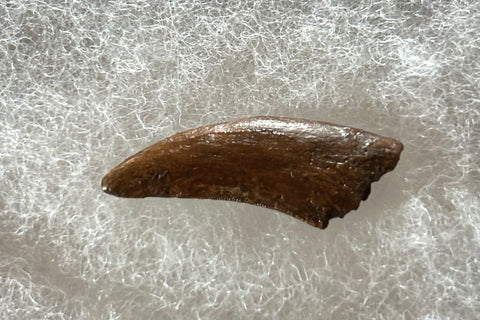 -Nanotyrannus Tooth