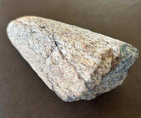 Triceratops Brow Horn Tip
