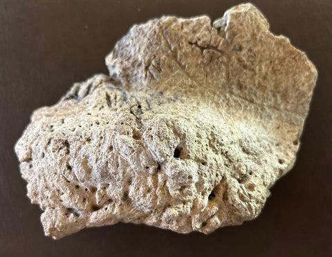 Triceratops Lacrimal Bone (Orbit)