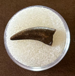 Raptor Tooth