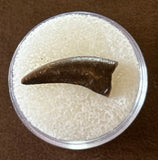 Raptor Tooth