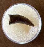 Raptor Tooth