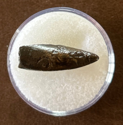 -Raptor Tooth