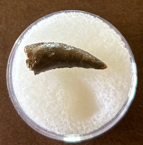 -Raptor Tooth