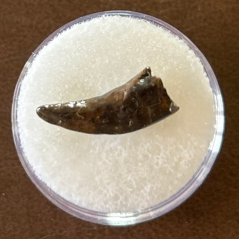 -Raptor Tooth
