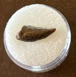 -Raptor Tooth