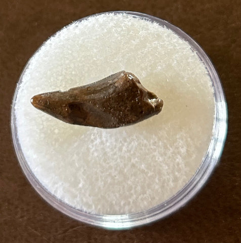 -Raptor Tooth