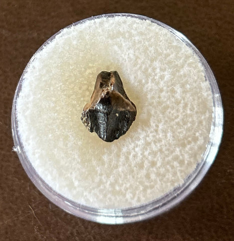 -Juvenile Triceratops Tooth
