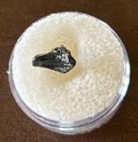 -Juvenile Triceratops Tooth