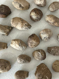 Spinifructus antiquus (Palm Fruit)