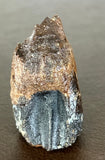Triceratops Tooth (Rooted)