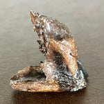 Triceratops Tooth (Rooted)
