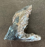 Triceratops Tooth (Rooted)