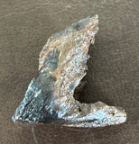 Triceratops Tooth (Rooted)