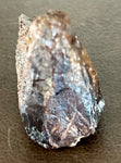 Triceratops Tooth (Rooted)