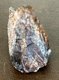 Triceratops Tooth (Rooted)