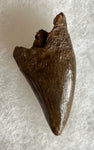 Tyrannosaurus Rex Tooth