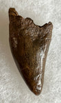Tyrannosaurus Rex Tooth