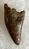 Tyrannosaurus Rex Tooth