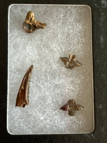 Fossilized Lizard Vertebrae Collection