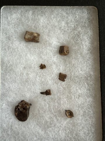 Fossilized Small Vertebrae Collection