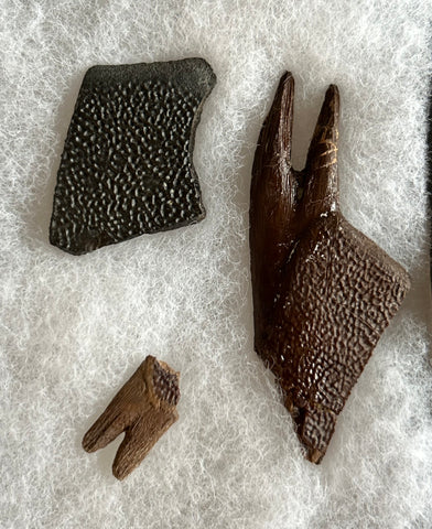 Fossilized Turtle Collection