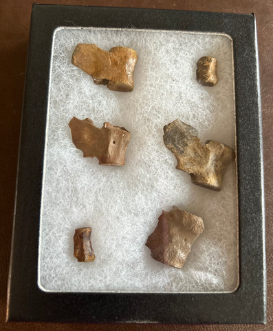 Fossilized Small Vertebrae Collection