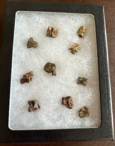 Fossilized Small Vertebrae Collection