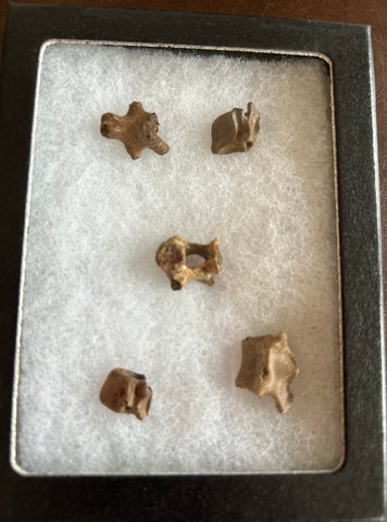 Fossilized Small Vertebrae Collection
