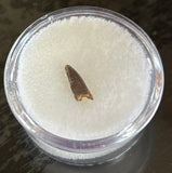 Raptor Premax Tooth
