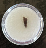 Raptor Premax Tooth