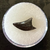 Raptor Tooth