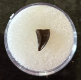Raptor Tooth