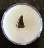 Raptor Tooth