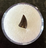 Raptor Tooth