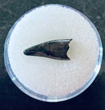 Nanotyrannus Premax Tooth