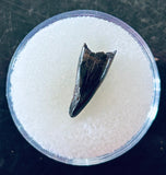 Nanotyrannus Premax Tooth