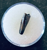 Nanotyrannus Premax Tooth