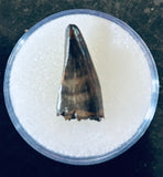 Nanotyrannus Premax Tooth