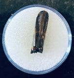 Nanotyrannus Premax Tooth