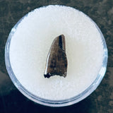 Nanotyrannus Premax Tooth