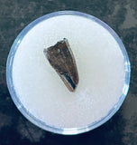 Nanotyrannus Premax Tooth