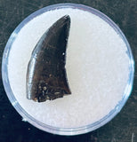 Nanotyrannus Tooth
