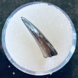 Nanotyrannus Tooth