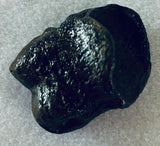 Raptor Toe Bone