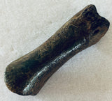 Raptor Digit