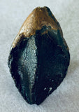 Triceratops Tooth