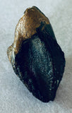 Triceratops Tooth