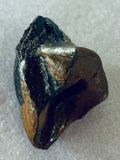 Triceratops Tooth