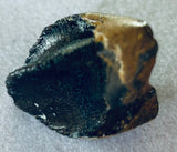 Triceratops Tooth
